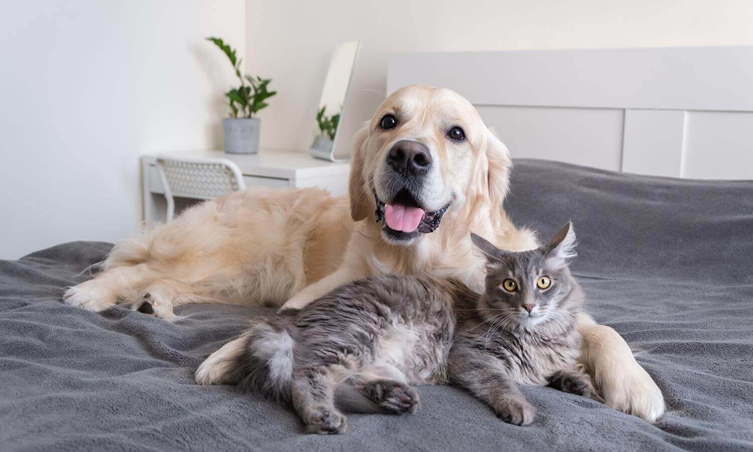 A dog and cat laying on a bed