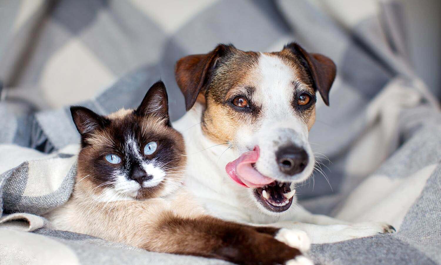 A dog licking its lips next to a cat