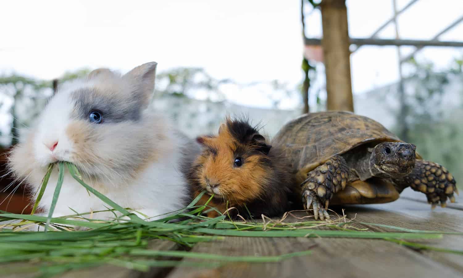 Guinea pigs and a turtle