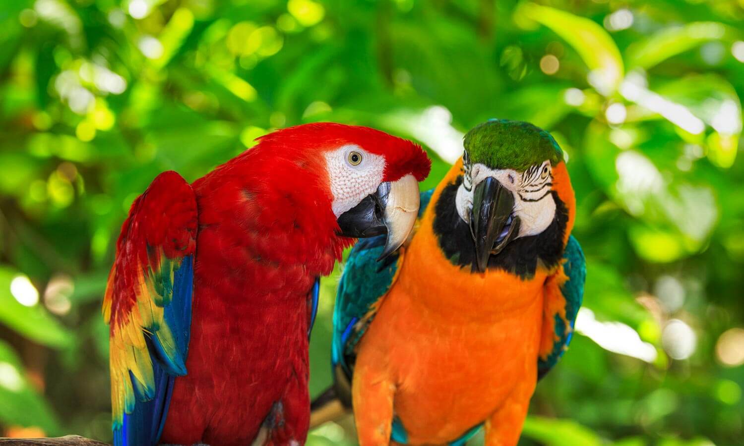 Two parrots outdoors