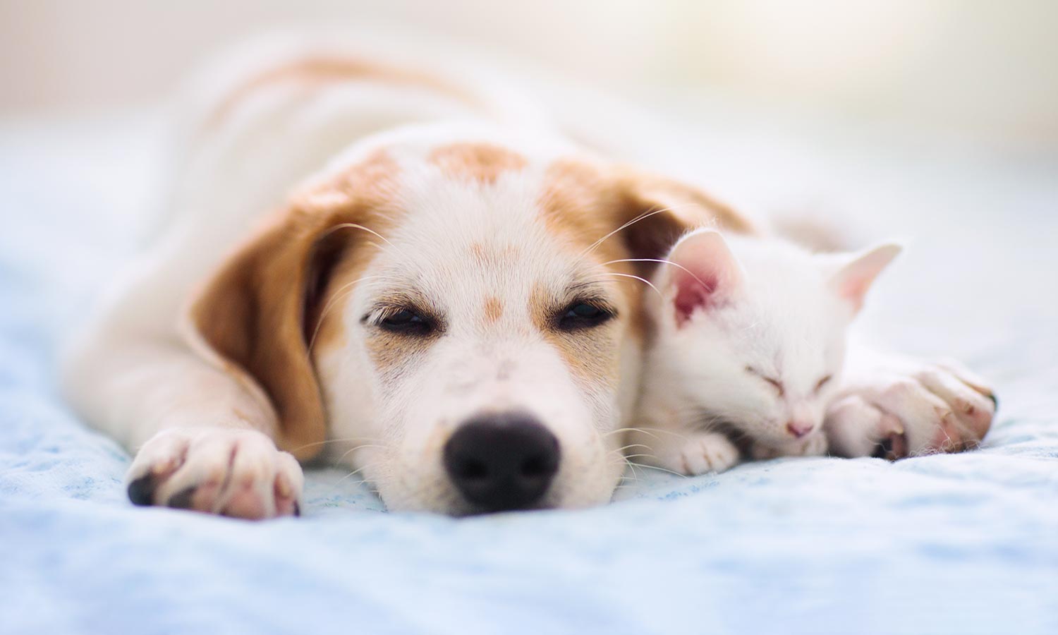 A dog and cat sleeping inside
