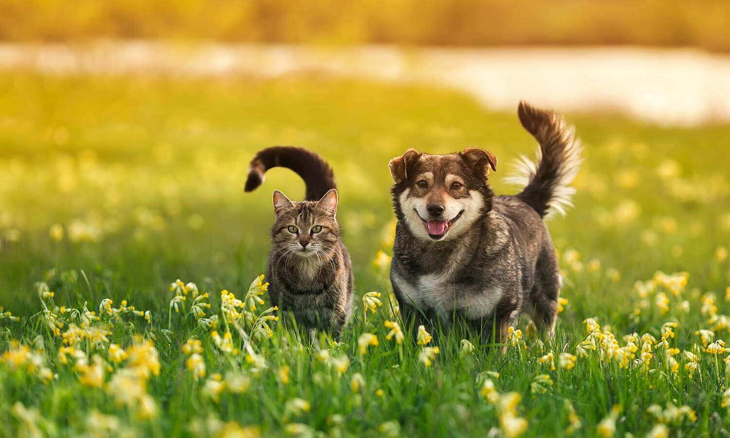 A dog and cat in a field