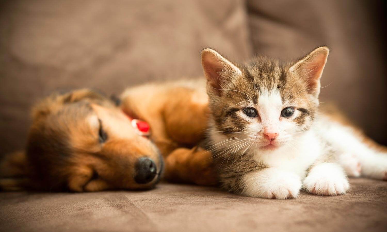 A kitten and puppy on a couch