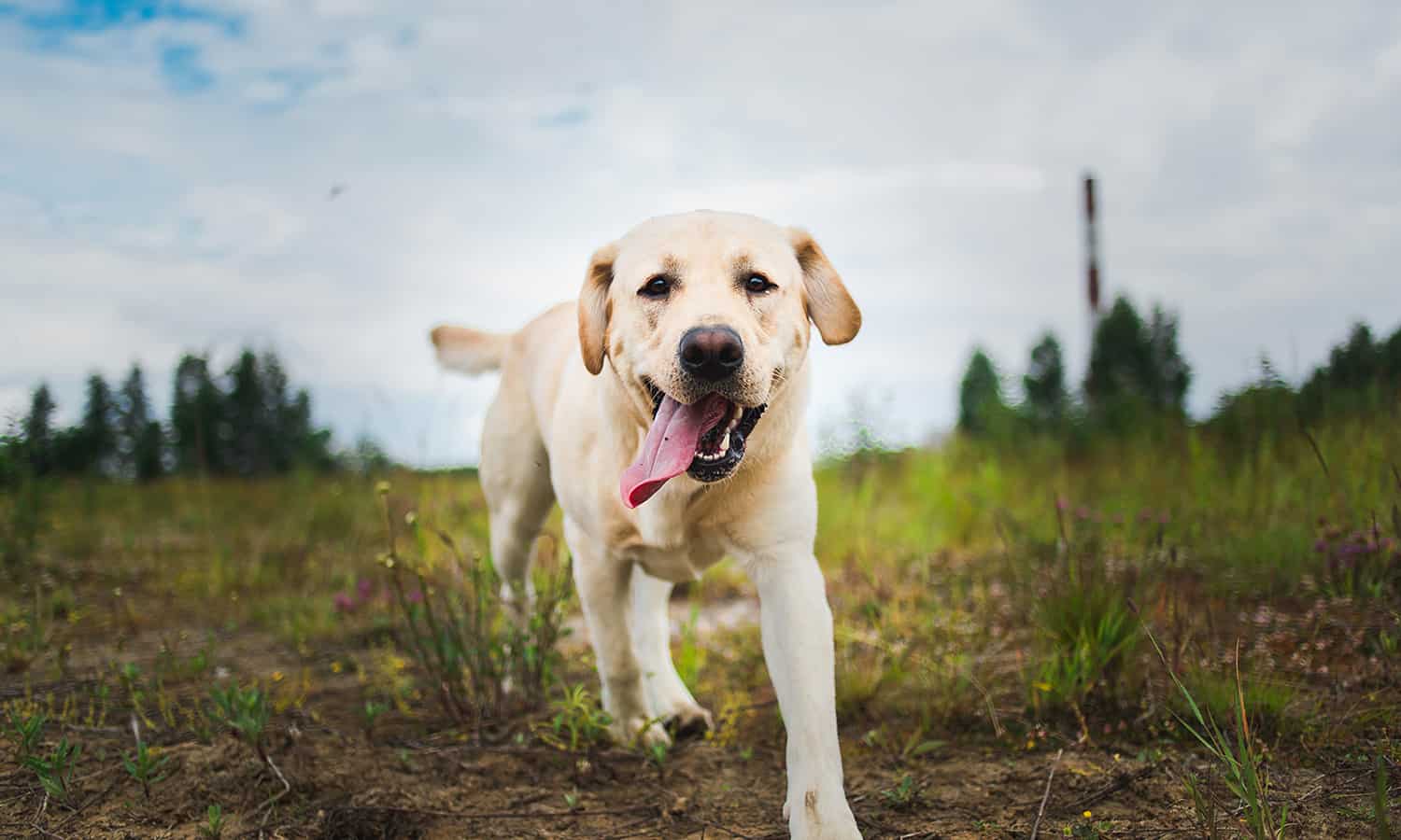 Yellow lab outside