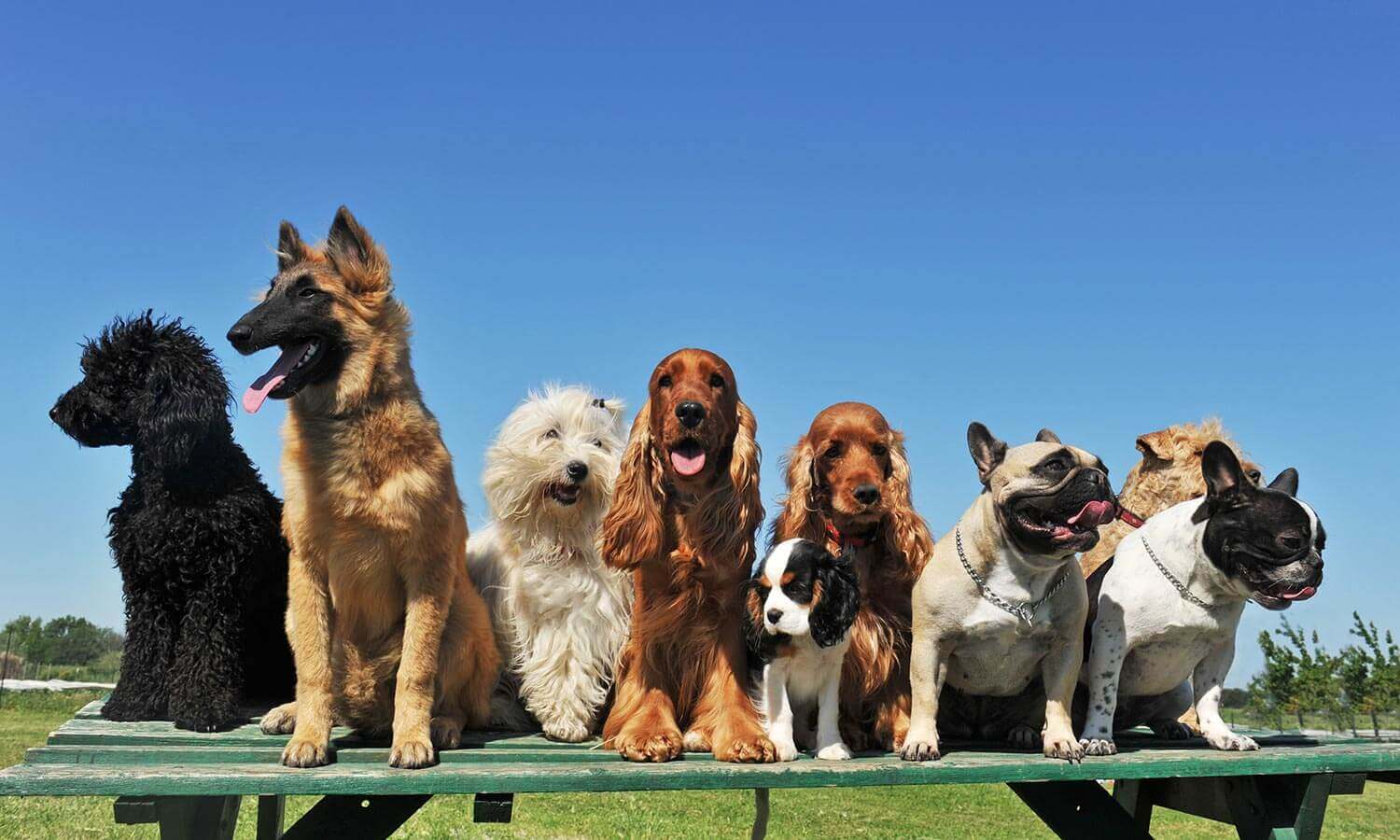 A pack of dogs on a bench