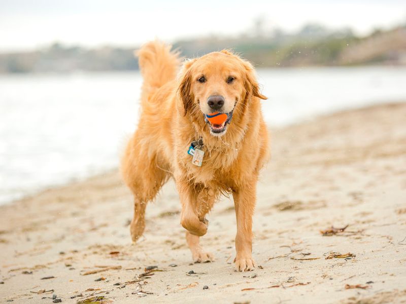 Dog walking on the beach with a ball in its mouth