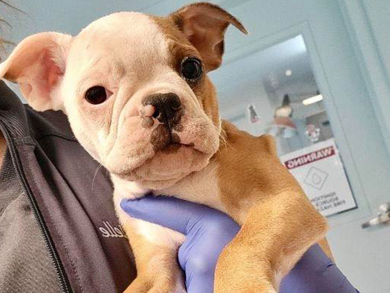 Brown and white puppy portrait.