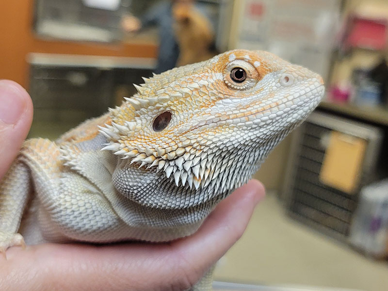 Close-up of bearded dragon