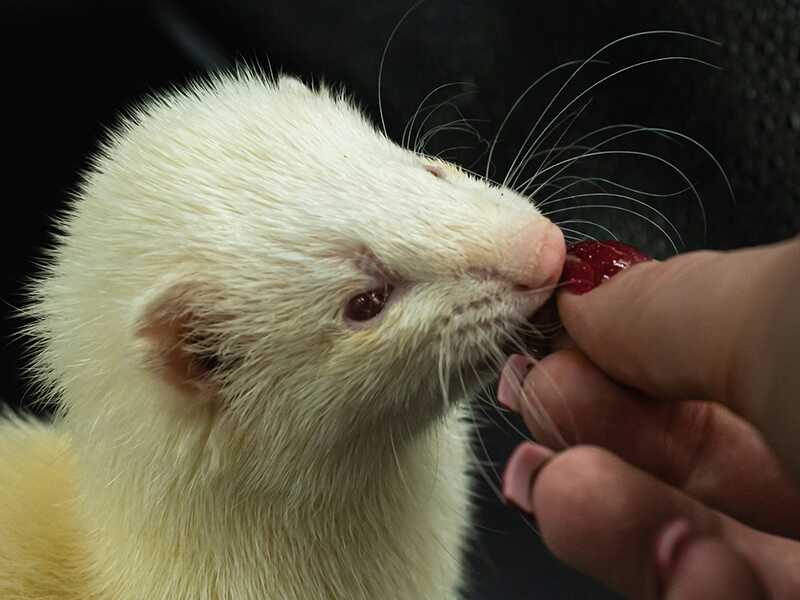 Cute ferret eating red berry