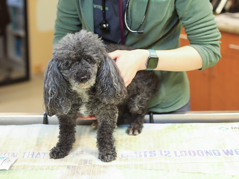 person holding a dog's mouth to show teeth