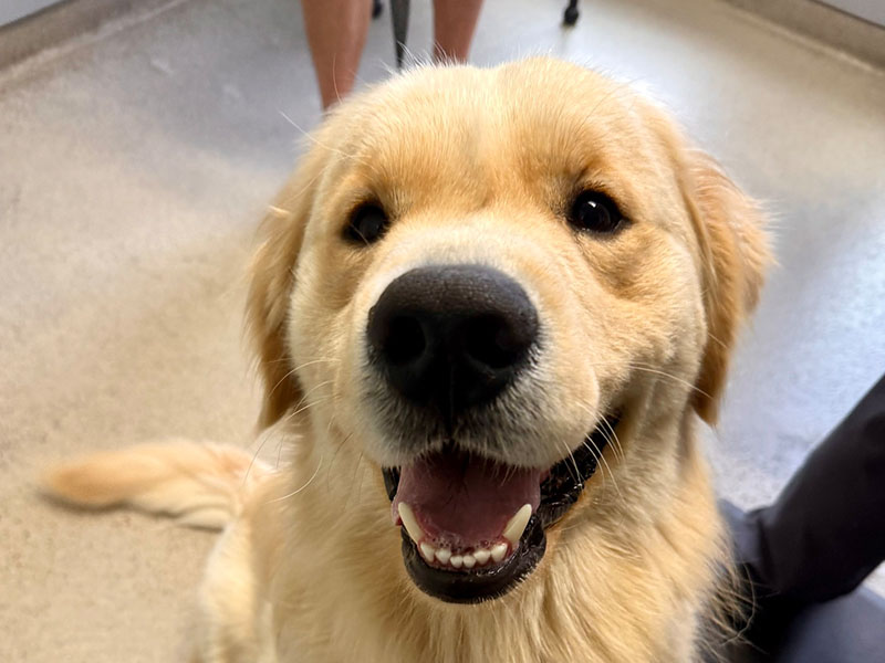 Happy dog shows its teeth.