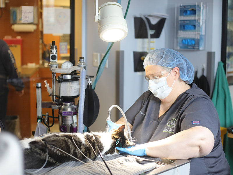Vet checking vital signs on cat
