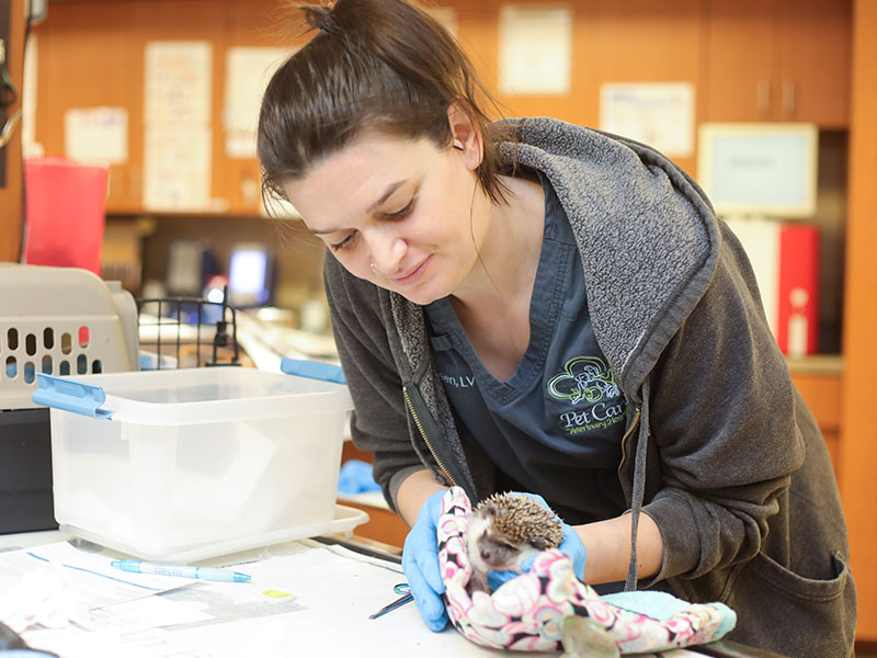 Vet nurse holding the hedgehog.