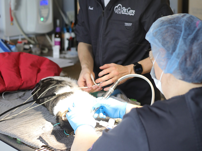 Cat receives dental cleaning at vet