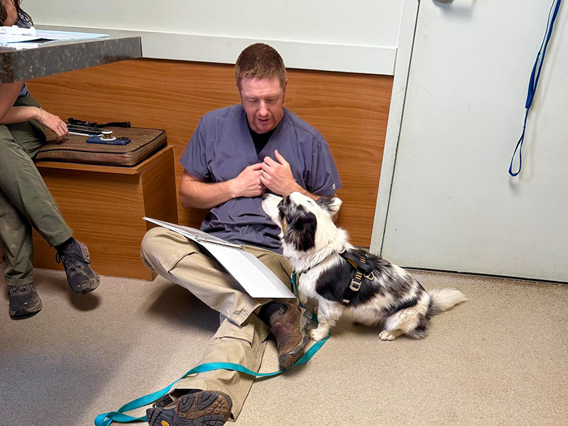 Dog looks at veterinarian.