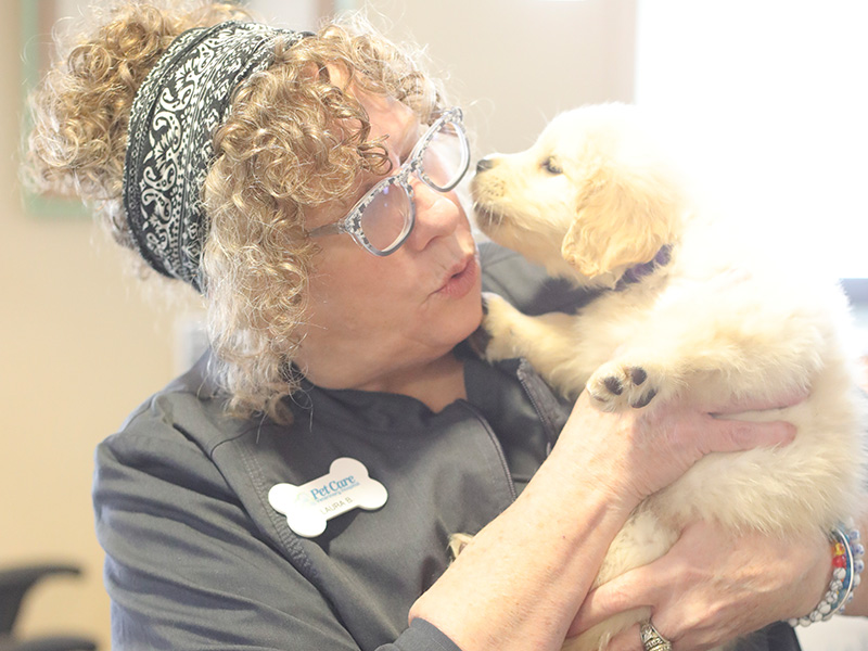 Vet kisses a golden puppy